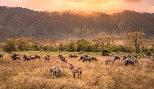 Toilet Soap Machine Exporter in Tanzania